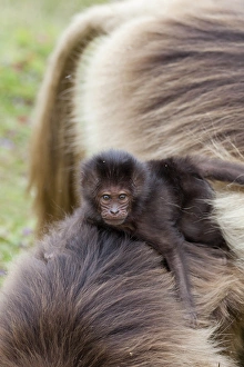 Geladebabirusch, Geladababirusch (Theropithecus gelada), Äthiopien