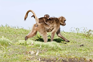 Geladebärtier, Geladabär (Theropithecus gelada), Äthiopien