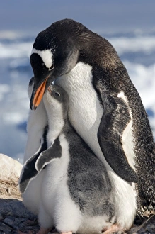 Gentoo Penguins In Snow Drucke: Gentoo parent and chicks