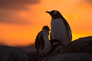 Antarctic Peninsula Scenery Drucke: A gentoo penguin