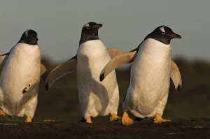 Gentoo Penguins Falkland Islands Drucke: Gentoo Penguins