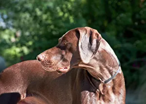 Drucke von Ein Deutscher Kurzhaariger Punktler schaut über die Schulter hinweg Gundog Drucke: Ein Deutscher Kurzhaariger Punktierhund schaut über die Schulter hinweg
