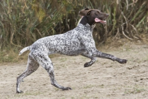 Deutscher Kurzhaar-Punktierhund läuft und springt