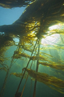 Pacific Northwest Marine Life Drucke: Giant Kelp (Macrocystis integrefolia)