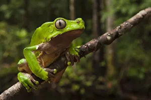 Verwandte Bilder Drucke: Riesenblattfrosch