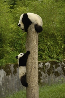 Sichuan Province Wildlife Drucke: Giant panda