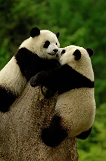Drucke von Riesenhandschafthändlerwelpen (Ailuropoda melanoleuca). Familie: Ailuropodidae. Wolongs China Conservation und Forschungszentrum für den Riesenbären innerhalb des Wolong-Biosphärenreservats Großer Panda Drucke: Riesenhandschuhbabys