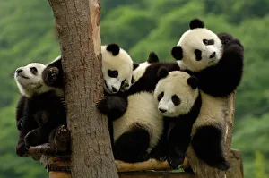 Drucke von Riesenbärenkubusse (Ailuropoda melanoleuca) Familie: Ailuropodidae. Wolongschutz- und Forschungszentrum für den Riesenbär innerhalb des Wolong-Naturreservats in Sichuan-Provinz CHINA Großer Panda Drucke: Riesenkaterwelpen