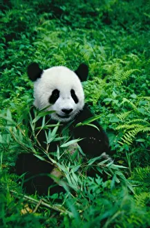Sichuan China Wildlife Drucke: Giant Panda cub eats bamboo in the bush, Wolong Panda Reserve, Sichuan, China