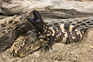 Drucke von Gila-Monster (Heloderma suspectum), mit offener Mündung und giftiger Stichpositioniert. Südwest-USA, Kontrollsituation Gila-Monster Drucke: Gila-Monster, Heloderma suspectum
