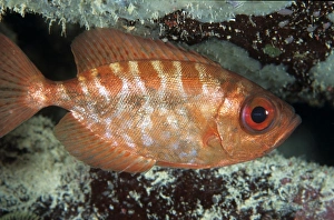 Caribbean Ocean Views Drucke: Glasseye snapper, Caribbean