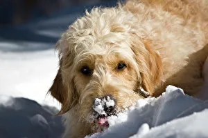 Drucke von Ein Goldendoodles mit Schnee auf dem Schnabel Gundog Drucke: Ein Goldendoodle mit Schnee auf dem Gesicht