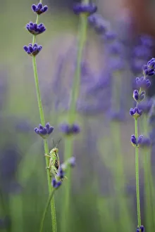 Grashorn mit Lavendel