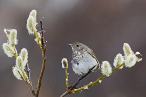 Seward Peninsula Wildlife Drucke: Gray-cheeked Thrush