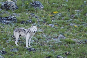 Grauerwolf