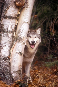 Natural World Images Drucke: Gray wolf in a forest