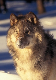 Canine Wildlife Photography Drucke: Gray Wolf in Snow