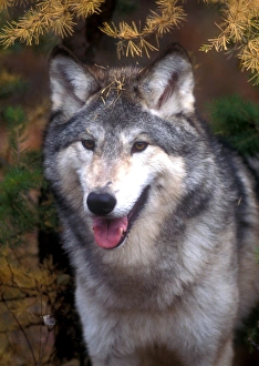 Canis Lupus Natural Habitat Drucke: Gray wolf under a tree