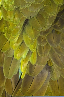 Colorful Bird Feathers Drucke: Great Green Macaw feather pattern, Ara ambiguus, also known as Buffons Macaw