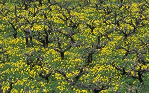 Springtime In Greece Drucke: Greece, Crete, grape vines, spring