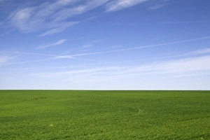 Green Field Photography Drucke: Green wheat fields in Washington County, Colorado, USA