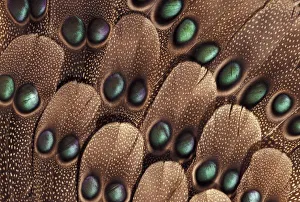 Colorful Bird Plumage Drucke: Greys peacock tail feather design