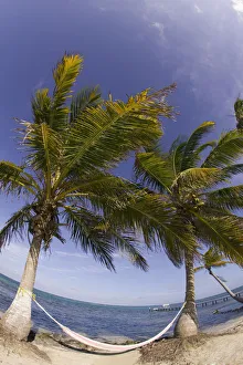 Palm Tree Ocean View Drucke: hammock, Turneffe Caye, Belize