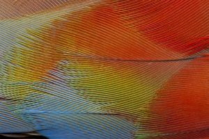 Colorful Bird Feathers Drucke: Hawk-headed parrot feathers