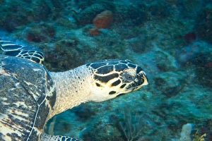 Caribbean Sea Turtles Drucke: Hawksbill Turtle (Eretmochelys imbircata), Utila, North Side, Bay Islands, Honduras