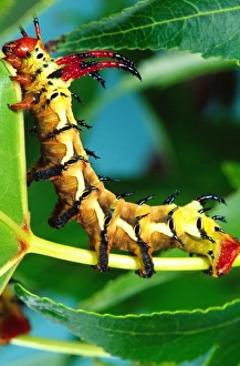 Drucke von Zickleinhornige Teufelskaterpilzart, Citheronia regalis, Nordost-US Hickoryhornteufel Drucke: Zickleinhorniger Teufelkäferlarve, Citheronia regalis, Nordost-US