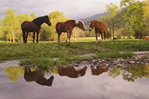 Great Smoky Mountains Landscape Drucke: Horses reflected