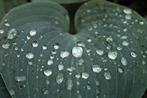 Water Droplets On Plant Leaves Drucke: Hosta leaf with dew drops close up