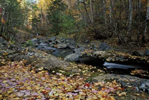 Mountain Stream Waterfall Drucke: Howe Brook, Baxter State Park, ME. A stream in fall