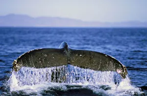 Sea Creatures Photography Drucke: Humpback tail