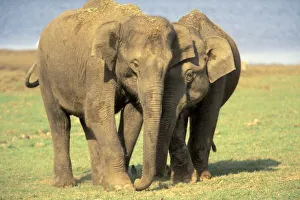 Asian Elephant Herd Drucke: India, Nagarhole