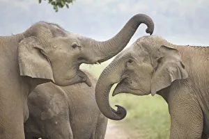 Corbett National Park Animals Drucke: Indian / Asian