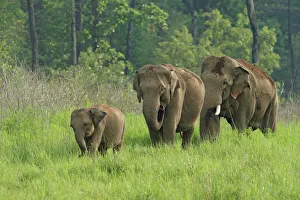 Drucke von Indische Elefantenfamilie verlässt den Wald, Corbettnationalpark Indien Elefantidae Drucke: Indischer Elefant