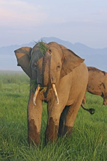 Elephas Maximus Habitat Drucke: Indian Elephant displaying the grass, Corbett National Park, India
