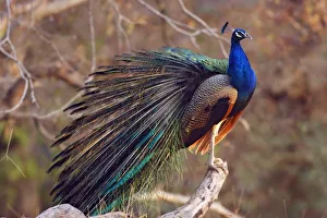Peacock Feathers Drucke: Indian Peacock with partially open feathers, Ranthambhor National Park, India