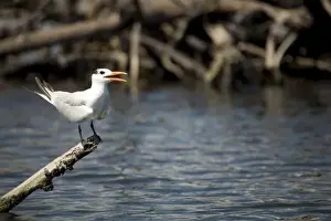 Caribbean Beach Destinations Drucke: Interior Least Tern (Sterna Antillarum) on log over Monkey River