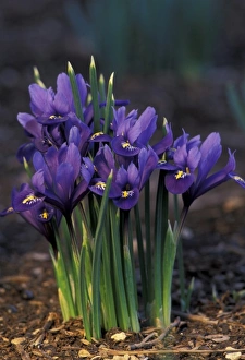 Purple Iris Flower Drucke: Iris