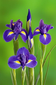 Drucke von Blumen von Iris Bilder Datiert 2009 Januar: Blumen von Iris