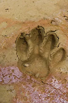 Drucke von Jäger Panthera onca Fußabdrücke in dem Yasunipark im Regenwald der amazonischen Wüste Ecuador Jaguar Drucke: Jäger (Panthera onca) Fußabdrücke, Yasunipark in Ecuador im Regenwald der Amazonas
