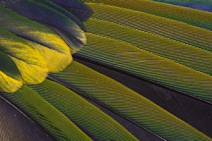 Colorful Nature Images Drucke: Jenday Conure Wing Feather Detail