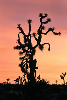 Yucca Brevifolia Images Drucke: joshua tree, Yucca
