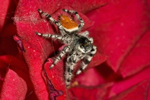 Wild Life Photography Drucke: Jumping Spider, Metaphidippus sp. Southern California