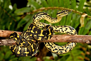 Teppichpython Drucke: Regenwaldbodenpython, Morelia spilotes variegata, Heimisch in Australien und Neuguinea