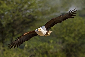 Bird Of Prey Flying Drucke: Kenya. Fish eagle in flight