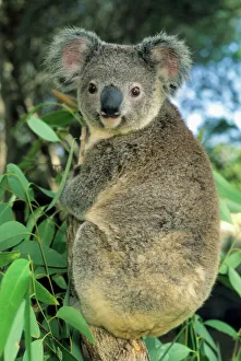 Drucke von Koala (Phascolarctos cinereus), gefährdet, Südaustralien Koala Drucke: Kakadu-Känguru