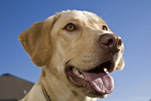 Close Up Dog Face Drucke: A Labrador Retriever